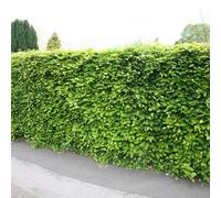 Plant Theory Common Beech Fagus Sylvatica Hedging Plant 10 X Bare Root Plants 1.0M - 1.25M