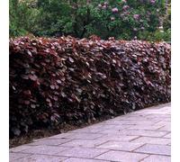 Plant Theory Common Beech Fagus Sylvatica Hedging Plant 10 X Bare Root Plants 60Cm - 80Cm