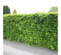 Plant Theory Common Beech Fagus Sylvatica Hedging Plant 25 x Bare Root Plants 60cm - 80cm in Green Plant Theory Green