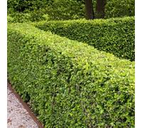 Plant Theory Common Hawthorn Crataegus Monogyna Hedging 25 X Bare Root Plants 60Cm - 80Cm