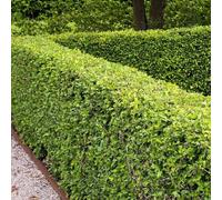 Plant Theory Common Hawthorn Crataegus Monogyna Hedging 25 x Bare Root Plants 80cm - 100cm in Green Plant Theory Green