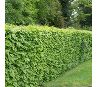 Plant Theory Common Hornbeam Carpinus Betulus Hedging 25 X Bare Root Plants 60Cm - 80Cm