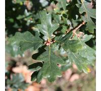 Plant Theory Common Oak Tree Outdoor Quercus Robur Outdoor Tree Outdoor 9L Pot 1.2M - 1.5M