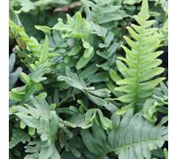 Plant Theory Common Polypody Polypodium Vulgare Hardy Outdoor Ferns Jungle Plant 2L Pot