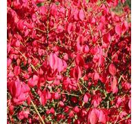 Plant Theory Compactus Winged Spindle Fire Bush Shrub Plant Euonymus Alatus 2L Pot