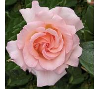Plant Theory Compassion Rose Bush Pink Flowering Roses Climbing Hybrid Tea Rose 4L Pot