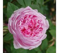 Plant Theory Comte De Chambord Portland Rose Bush Pink Flowering Roses Shrub Rose 4L Pot
