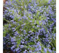 Plant Theory Concha Californian Lilac Outdoor Shrub Plant Ceanothus Garden Plants 2L Pot in Green Plant Theory Green
