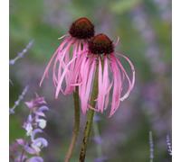 Plant Theory Coneflower Perennials Flowering Plants Echinacea Pallida 2L Pot