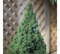 Plant Theory Conica Alberta Spruce Conifer Tree Picea Glauca Evergreen Plant 3L Pot 35Cm