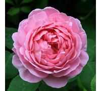 Plant Theory Constance Spry Rose Bush Pink Flowering Roses Climbing Shrub Rose 4L Pot Plant Theory Pink