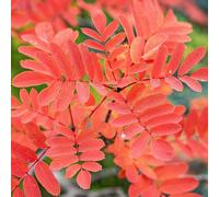 Plant Theory Copper Kettle Mountain Ash Whitebeam Tree Outdoor Sorbus 9L Pot 2.1m - 2.4m in Green Plant Theory Green