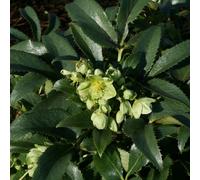 Plant Theory Corsican Hellebore Perennials Flowering Plants Helleborus Argutifolius 2L Pot