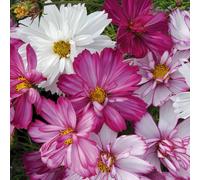 Plant Theory Cosmos Plants Razzmatazz Series Pink White Flowers 60 Seedlings Plant Theory Multicolor