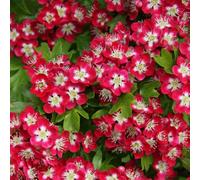 Plant Theory Crimson Cloud Hawthorn May Blossom Tree Crataegus X Media Bare Root 1.2M