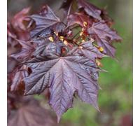 Plant Theory Crimson King Norway Maple Tree Ornamental Acer Platanoides Bare Root 1.2m in Green Plant Theory Green