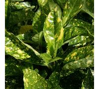 Plant Theory Crotonifolia Japanese Laurel Shrub Plant Aucuba Japonica 2L Pot