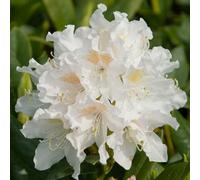 Plant Theory Cunninghams White Shrub Plant Rhododendron 12L Pot 60Cm - 80Cm