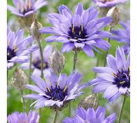 Plant Theory Cupid's Dart Perennials Flowering Plants Catananche Caerulea 2L Pot in Green Plant Theory Green