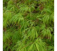 Plant Theory Cut Leaved Japanese Maple Shrub Plant Acer Palmatum Dissectum 3L Pot 40Cm
