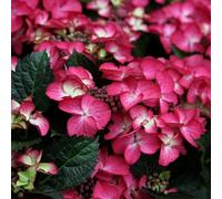 Plant Theory Dark Angel Red Outdoor Shrub Plant Hydrangea Macrophylla 2L Pot