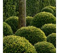 Plant Theory Dark Green Box-Leaved Holly Shrub Plant Ilex Crenata 2L Pot 20Cm Ball