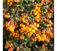 Plant Theory Darwin's Barberry Outdoor Shrub Plant Berberis Darwinii 2L Pot