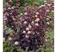 Plant Theory Diabolo Ninebark Shrub Plant Physocarpus Opulifolius 12L Pot 80Cm - 100Cm