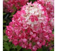 Plant Theory Diamant Rouge Outdoor Shrub Plant Hydrangea Paniculata Flowers 2L Pot in Green Plant Theory Green