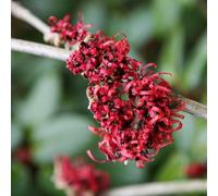 Plant Theory Diane Witch Hazel Shrub Plant Hamamelis X Intermedia 3L Pot 30Cm - 40Cm