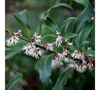 Plant Theory Digyna Sweet Box Outdoor Shrub Plant Sarcococca Hookeriana 2L Pot