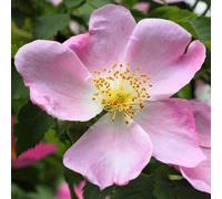 Plant Theory Dog Rose Hedging Rosa Canina Hedging Plant 25 x Bare Root Plants 40cm - 60cm in Green Plant Theory Green