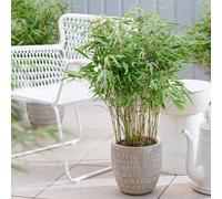 Plant Theory Dragon Head Bamboo Fargesia Rufa Outdoor Plant 60Cm - 80Cm Tall 9 Litre Pot