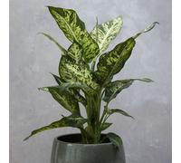 Plant Theory Dumb Cane Tree Indoor Plant Dieffenbachia Sublime 17Cm Pot 60Cm Tall