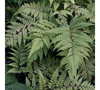 Plant Theory Eared Lady Fern Okanum Athyrium Otophorum Outdoor Ferns Jungle Plant 2L Pot in Green Plant Theory Green