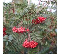 Plant Theory Eastern Promise Mountain Ash Whitebeam Tree Outdoor Ornamental Sorbus 12L Pot