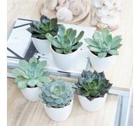 Plant Theory Echeveria Starter Collection Hen & Chicks Succulents Indoor Plants 6 X 6Cm Pots