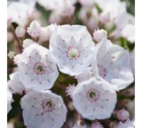 Plant Theory Elf Mountain Laurel Shrub Plant Kalmia Latifolia F. Myrtifolia 3L Pot in Green Plant Theory Green