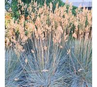 Plant Theory Elijah Blue Grass Festuca Glauca Outdoor Ornamental Plant 2L Pot