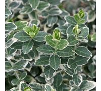 Plant Theory Emerald Gaiety Evergreen Bittersweet Shrub Plant Euonymus Fortunei 2L Pot in Green Plant Theory Green