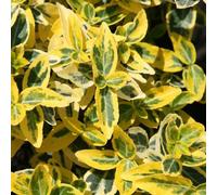 Plant Theory Emerald 'n' Gold Winter Creeper Shrub Plant Euonymus Fortunei 2L Pot