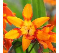 Plant Theory Emily Mckenzie Montbretia Perennials Flowering Plants Crocosmia 2L Pot