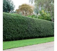 Plant Theory English Holly Ilex Aquifolium Hedging Plant 9Cm Pot