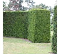 Plant Theory English Yew Taxus Baccata Hedging Plant 10 x Bare Root Plants 20cm - 30cm in Green Plant Theory Green