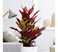 Plant Theory Excellent Josephs Coat Croton Codiaeum Variegatum Pictum Red Multicoloured Indoor 15Cm Plant 19Cm Pot
