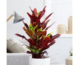 Plant Theory Excellent Josephs Coat Croton Codiaeum Variegatum Pictum Red Multicoloured Indoor 15Cm Plant 19Cm Pot