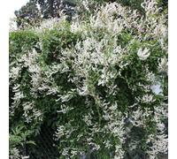 Plant Theory Fallopia Baldschuanica Silver Lace White Flowering Vine Plant 60Cm Cane 3L Pot