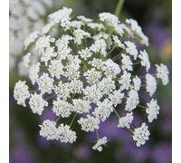 Plant Theory False Bishops Plants Weed Ammi Majus White Flowers 60 Seedlings Plant Theory Multicolor