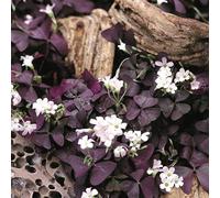 Plant Theory False Shamrock Triangle Plant Purple Oxalis Triangularis 12Cm Pot 20Cm Tall