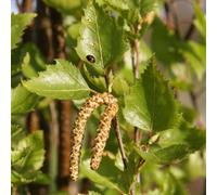 Plant Theory Fastigiata Joes Silver Birch Tree Outdoor Betula Pendula 12L Pot 2M - 2.2M